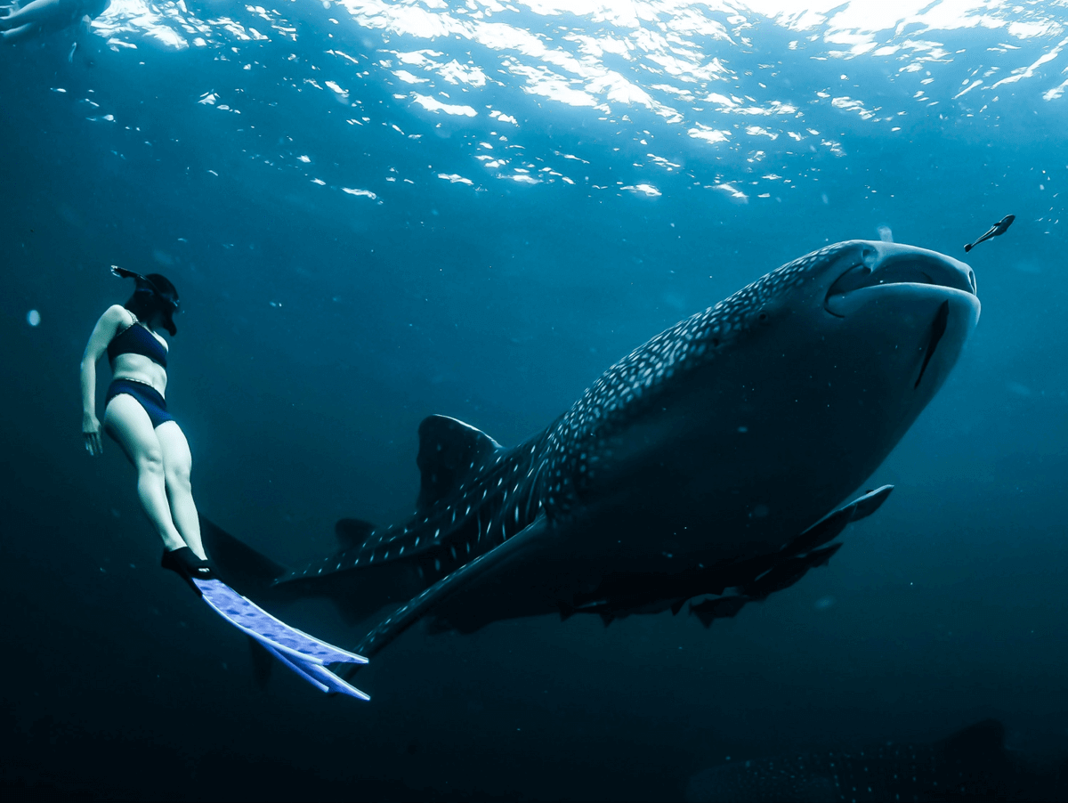 Bucket list: swim with whale sharks